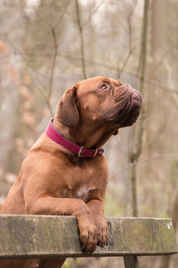 Call center pour agence marketing à Bordeaux
